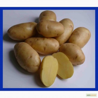 Продам картофель семенной ранний Импала
