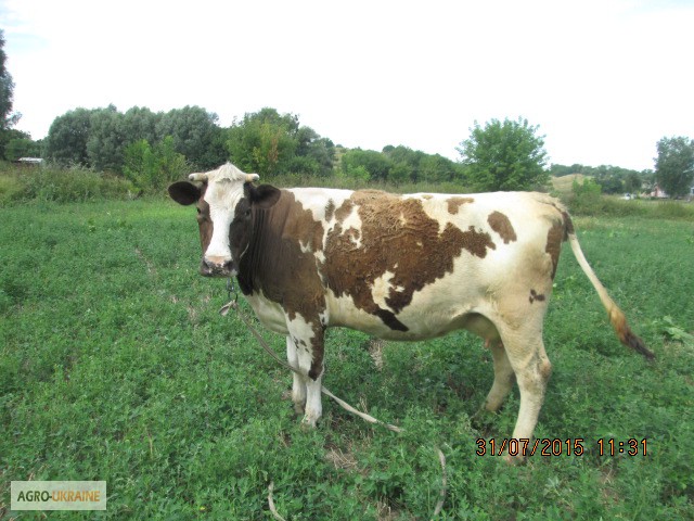 Фото 5. Продаю своих отличных молочных коров