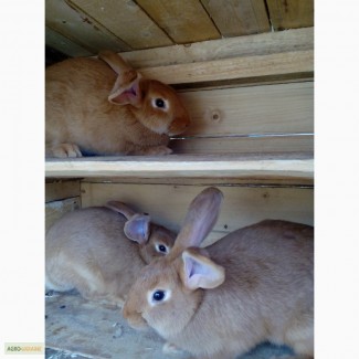 Продам кроликов бургунцив или обменяю на француских баранов
