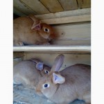 Продам кроликов бургунцив или обменяю на француских баранов