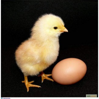 Яйцо инкубационное куриное, яйце інкубаційне куряче Адлер сріблястий