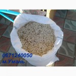 Продам насіння гарбузів сорт Болгарка (Дамський Ноготь) (посівний матеріал)