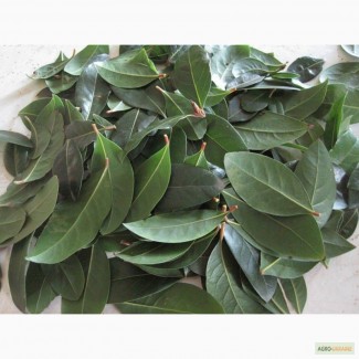 Лавровый лист оптом из Грузии / Bay Leaf from Georgia