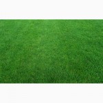 Газонная трава от 5кг