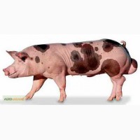 Продам свині, м ясні породи, 110-130кг