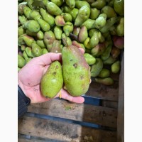 Продам грушу для переробки врожай 2022р
