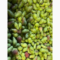 Продам грушу для переробки врожай 2022р