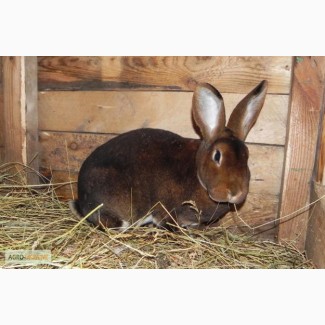 Продажа живых Кроликов и тушки мяса кроликов