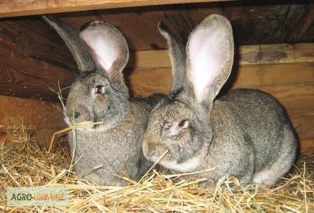 Фото 2. Продажа живых Кроликов и тушки мяса кроликов