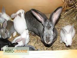 Фото 3. Продажа живых Кроликов и тушки мяса кроликов