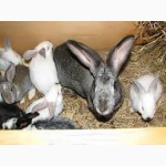Продажа живых Кроликов и тушки мяса кроликов