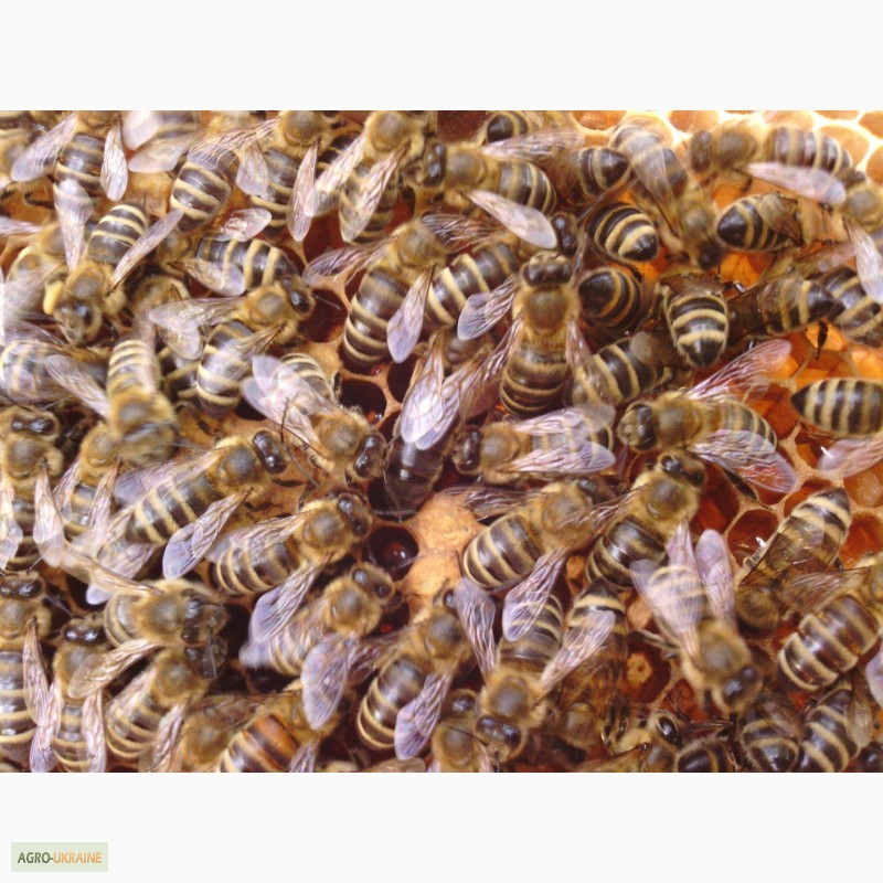 Бджоломатки Карпатської популяції