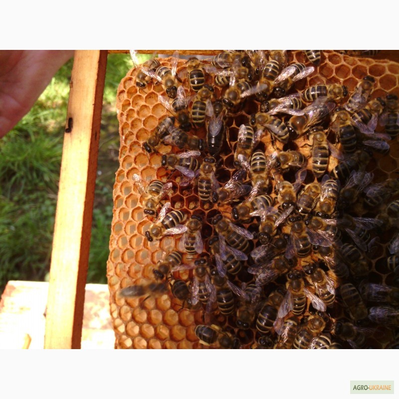 Фото 5. Бджоломатки Карпатської популяції