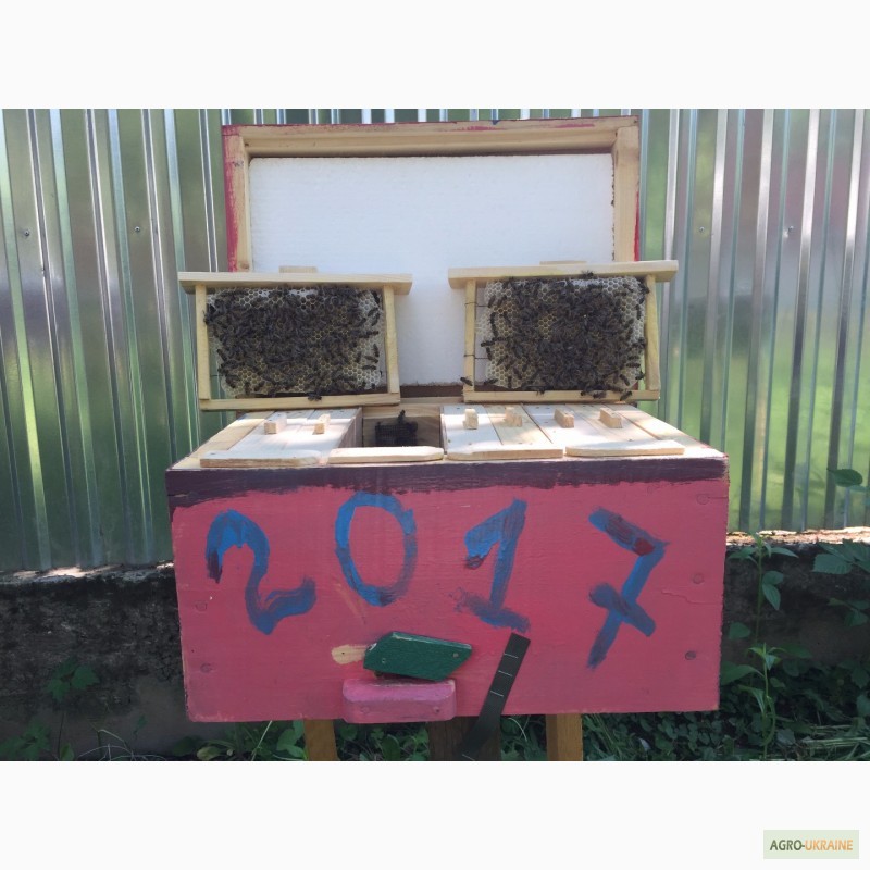 Фото 2. Матка КАРПАТКА, КАРНІКА 2024 ПЛІДНІ БДЖОЛОМАТКИ (Пчеломатки, бджолині матки, плодные матки