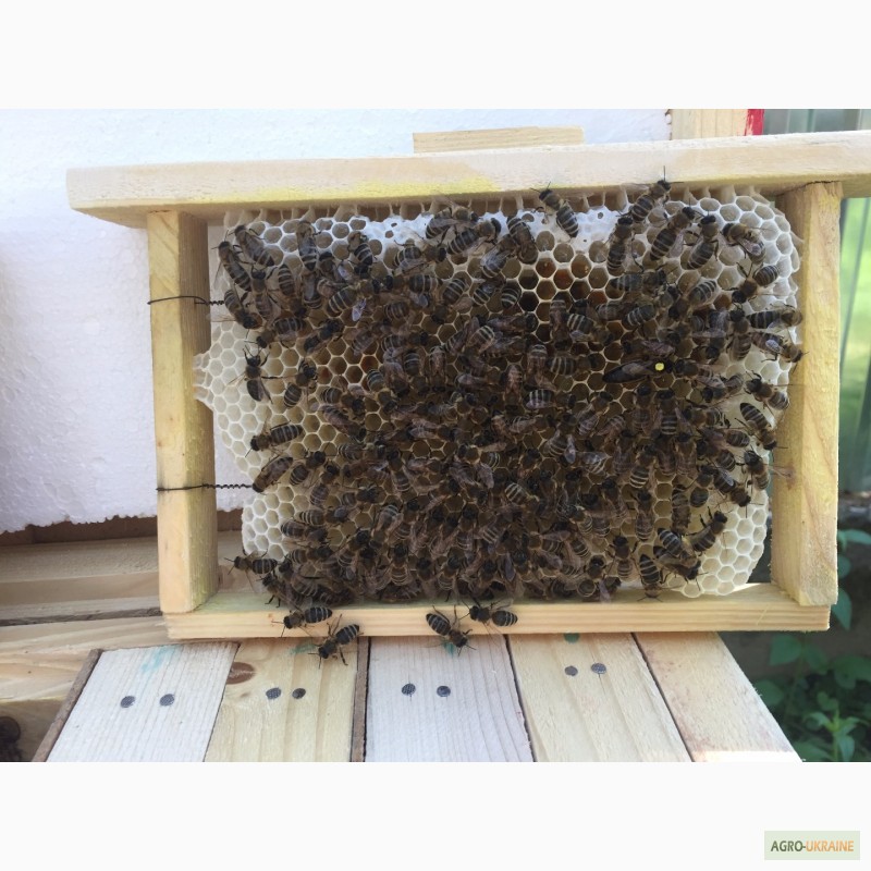 Фото 4. Матка КАРПАТКА, КАРНІКА 2024 ПЛІДНІ БДЖОЛОМАТКИ (Пчеломатки, бджолині матки, плодные матки