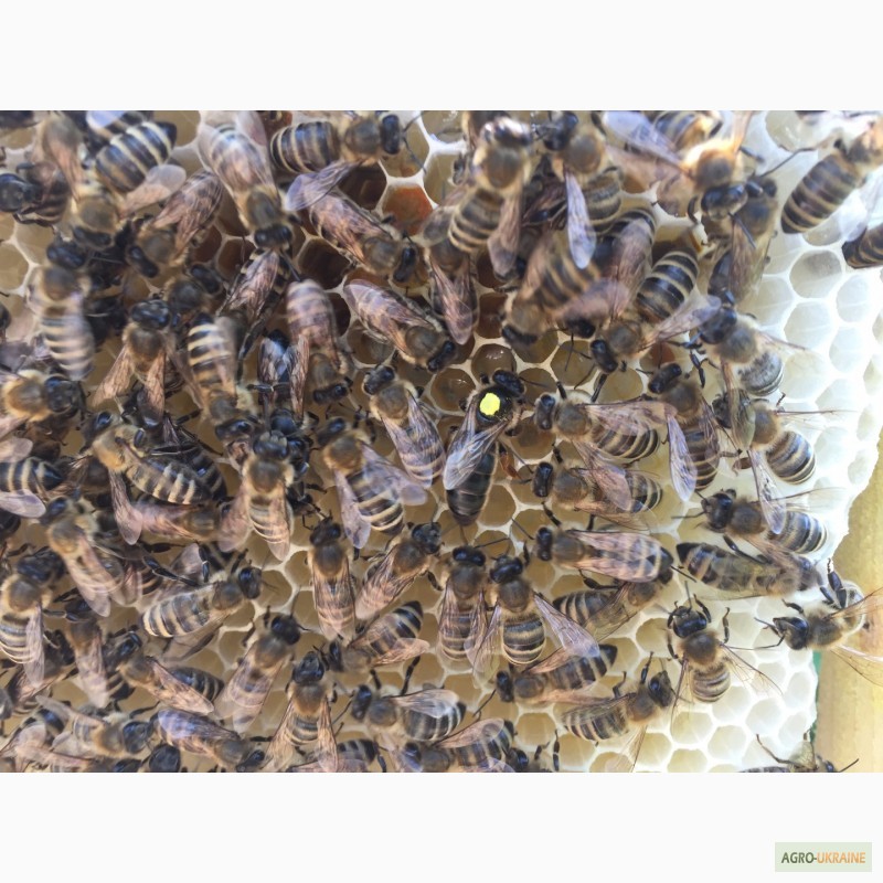 Фото 7. Матка КАРПАТКА, КАРНІКА 2024 ПЛІДНІ БДЖОЛОМАТКИ (Пчеломатки, бджолині матки, плодные матки