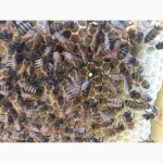 Матка КАРПАТКА, КАРНІКА 2023 ПЛІДНІ БДЖОЛОМАТКИ (Пчеломатки, бджолині матки, плодные матки