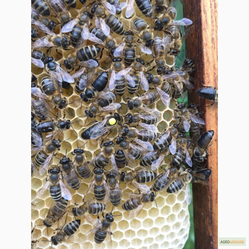 Фото 5. Матка КАРПАТКА, КАРНІКА 2024 ПЛІДНІ БДЖОЛОМАТКИ (Пчеломатки, бджолині матки, плодные матки