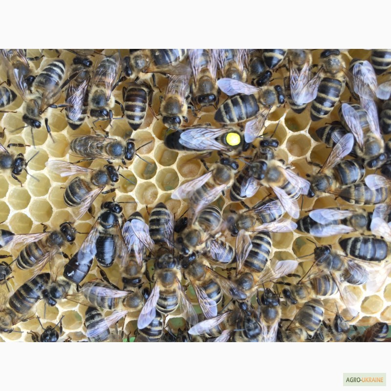 Фото 6. Матка КАРПАТКА, КАРНІКА 2024 ПЛІДНІ БДЖОЛОМАТКИ (Пчеломатки, бджолині матки, плодные матки