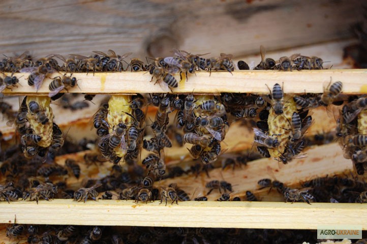 Фото 9. Матка КАРПАТКА, КАРНІКА 2024 ПЛІДНІ БДЖОЛОМАТКИ (Пчеломатки, бджолині матки, плодные матки