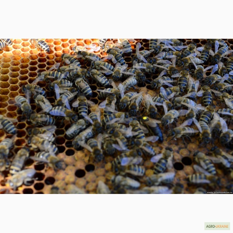 Фото 8. Матка КАРПАТКА, КАРНІКА 2024 ПЛІДНІ БДЖОЛОМАТКИ (Пчеломатки, бджолині матки, плодные матки