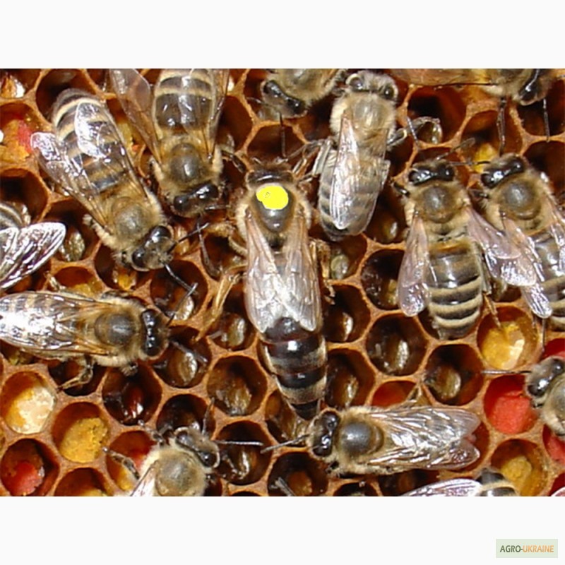 Матка КАРПАТКА, КАРНІКА 2024 ПЛІДНІ БДЖОЛОМАТКИ (Пчеломатки, бджолині матки, плодные матки