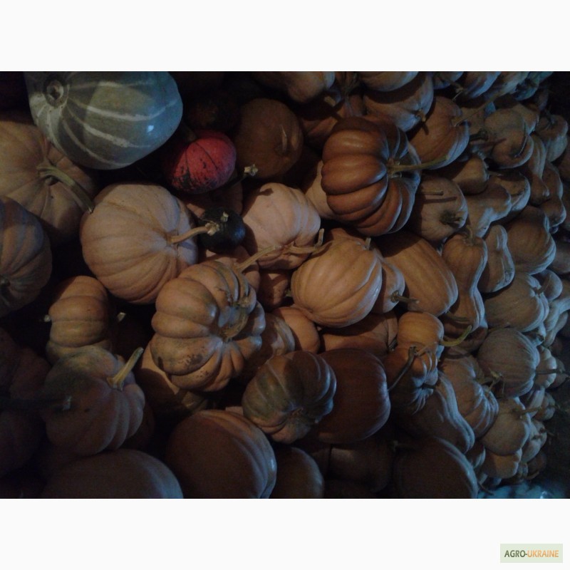 Фото 7. Продам тыкву, гарбуз (сорта разные) урожай 2016