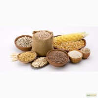 Птицефабрика купит кукурузу, пшеницу, шрот или макуху (жмых) подсолнуха, жмых соевый