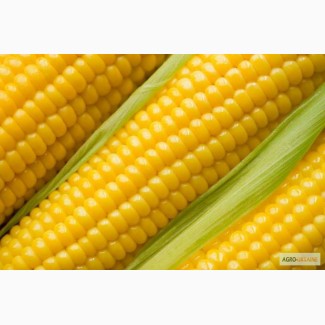 Пропоную купити насіння кукурудзи
