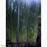 Продам зеленый лук (перо)