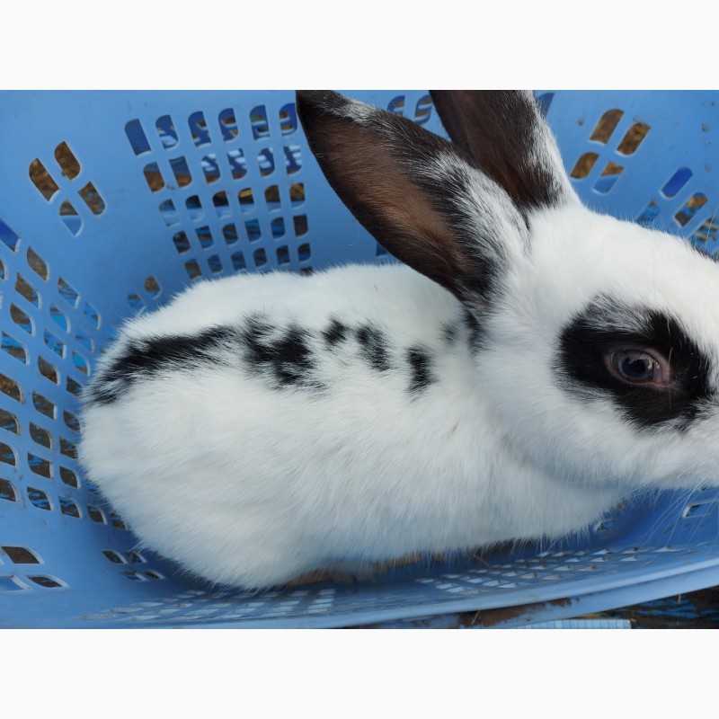 Фото 9. Продажа или обмен кроликов