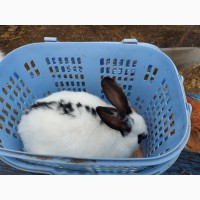 Продажа или обмен кроликов