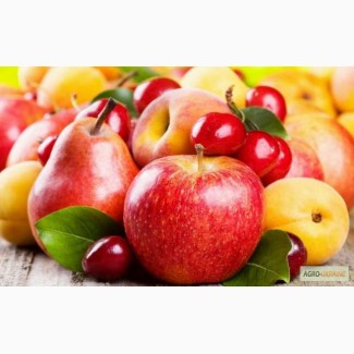 Саджанці яблунь, груш, абрикос, персиків, черешень, вишень
