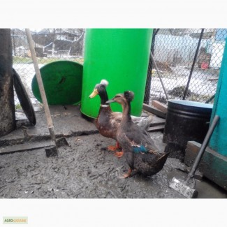 Продам інкубаційне яйце Української Хохлатої качки