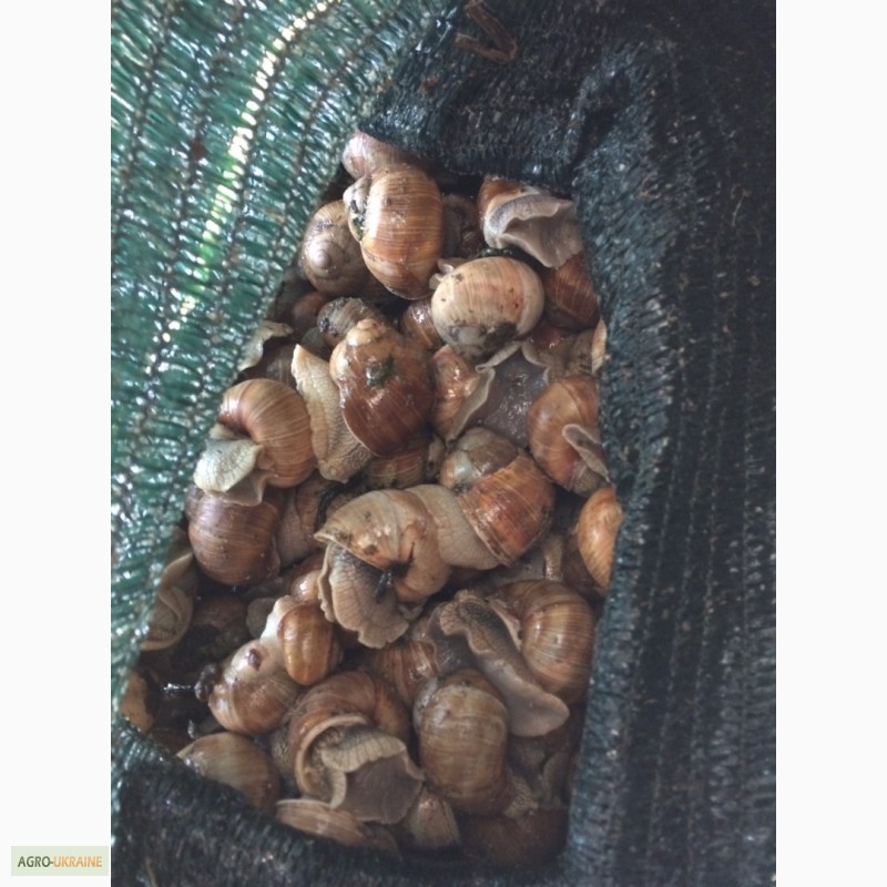 Фото 2. Виноградні равлики, живі равлики, улитки, також експортуємо;
