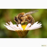 Бджолопакети Бджолосі’ї