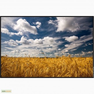 Закупка зерновых: пшеница, ячмень, кукуруза