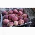 Продам саджанці персика сорта Київський ранній