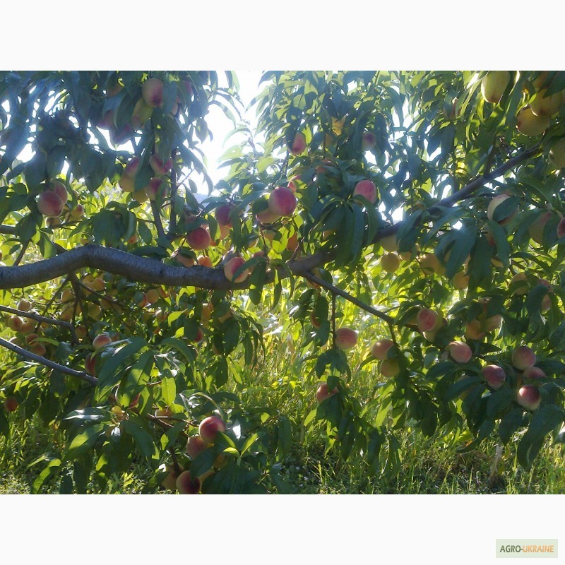 Фото 6. Продам саджанці персика сорта Київський ранній