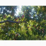 Продам саджанці персика сорта Київський ранній