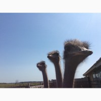 Продажа годичных страусов южноафриканских