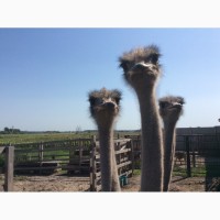 Продажа годичных страусов южноафриканских