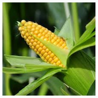 Купим кукурузу крупнным оптом. Вся Украина