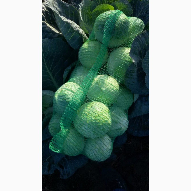Продам капусту коло Умані