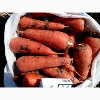 Морковь оптом АБАКО 10 грн