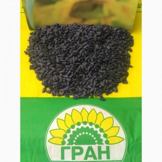 НК «ГРАН» пропонує насіння соняшнику Карат ( ПІД ГРАНСТАР / ПОСУХОСТІЙКИЙ )
