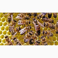 Продам бджолосімї з власної пасіки, Канів