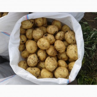 Продам ранний картофель. сорт Ривьера и Тирас