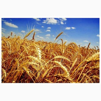 Пшеница 2-3 класса ТОВ АФ ЛАН