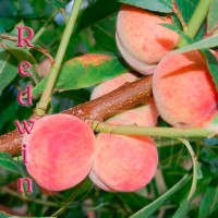 Продаем саженцы персиков из собственного питомника